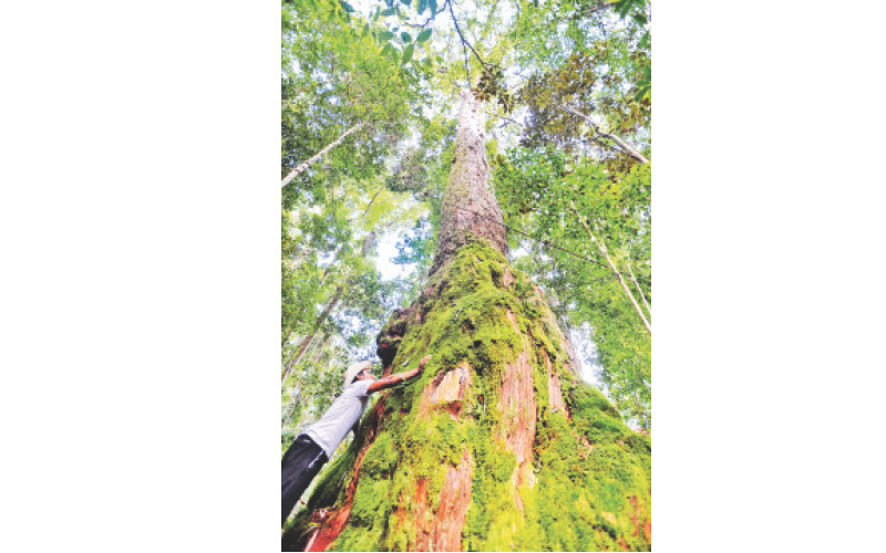 Một trong những cây pơ mu cổ thụ trong quần thể cây di sản ở huyện Tây Giang, tỉnh Quảng Nam.