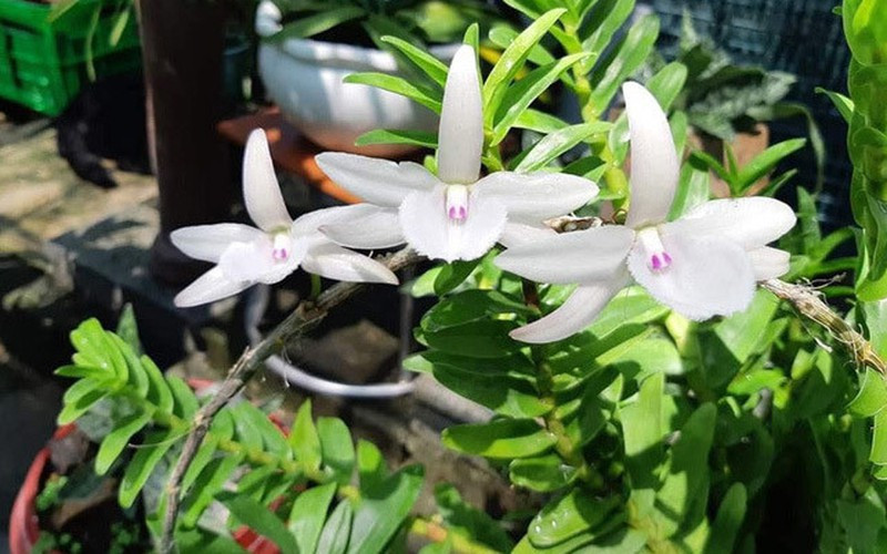 Hiểm họa từ phong lan đột biến