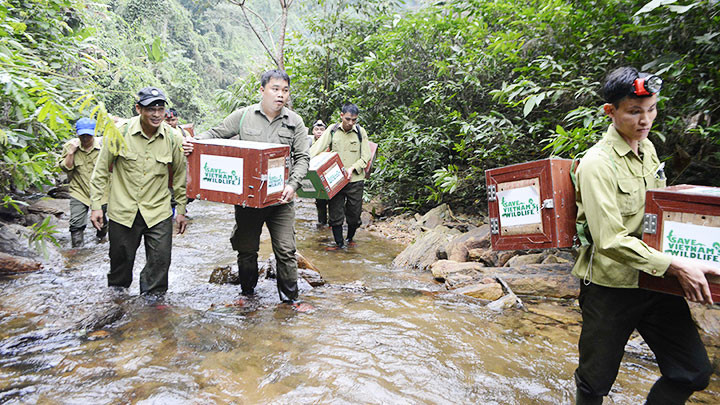 Chuyến đi thả tê tê về môi trường tự nhiên của SVW. Ảnh: SVW 