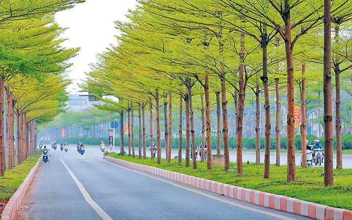 Những tán cây trên đường phố Hà Nội khoác mầu áo xanh non, mỡ màng, mềm mại và dịu dàng. (Ảnh: TRƯƠNG VĂN VỊ)