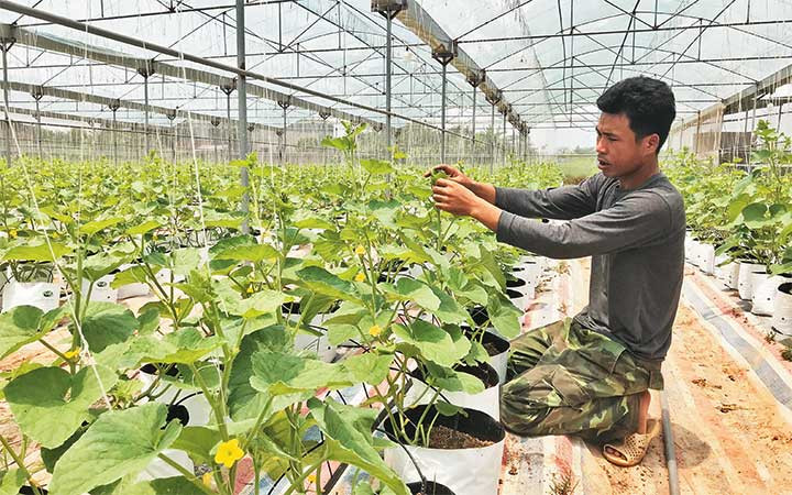 Trồng dưa lưới trong nhà màng tại huyện Thanh Oai. (Ảnh: NGỌC ANH)