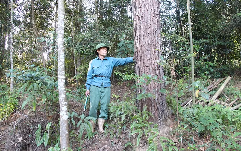 Ông Nông Văn Thọ (xóm Nà Mằn - Bản Piên, xã Phong Châu) bên rừng trồng của gia đình.