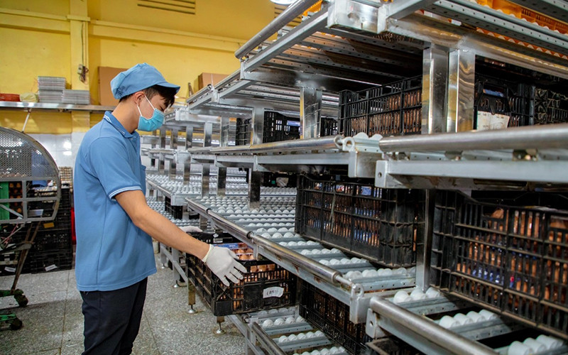 Sản xuất trứng gà xuất khẩu tại Công ty cổ phần Thực phẩm Vĩnh Thành Ðạt, thành phố Hồ Chí Minh. (Ảnh TỪ ANH TUẤN)