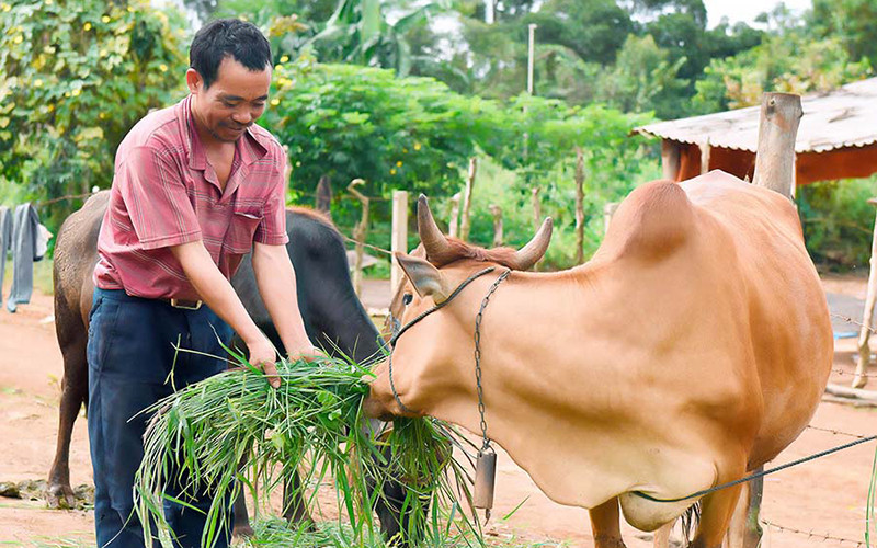 Người dân buôn Hiao, chăm sóc đàn bò của gia đình.