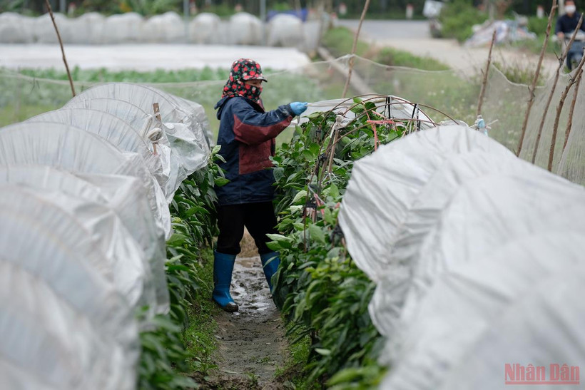 Lợp nhà, mặc áo chống lạnh cho rau. (ẢNH: SƠN BÁCH)