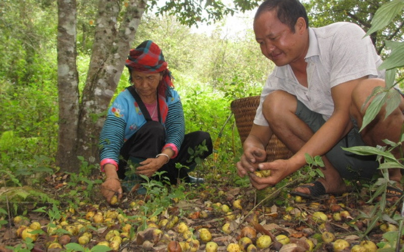Gia đình anh Sùng Chứ Chao, bản Cổng Chạp nhặt những quả sơn tra mới rụng, với hy vọng sẽ có người đến mua.