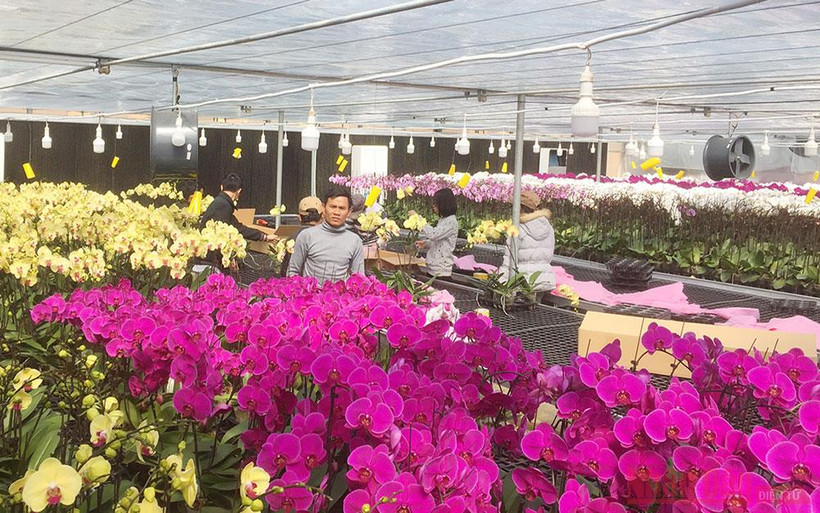 Đẹp mê hồn lan hồ điệp giữa Sa Mù