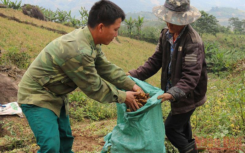 Người dân Kỳ Sơn thu hoạch gừng nhưng không vui vì khó tiêu thụ và rớt giá.