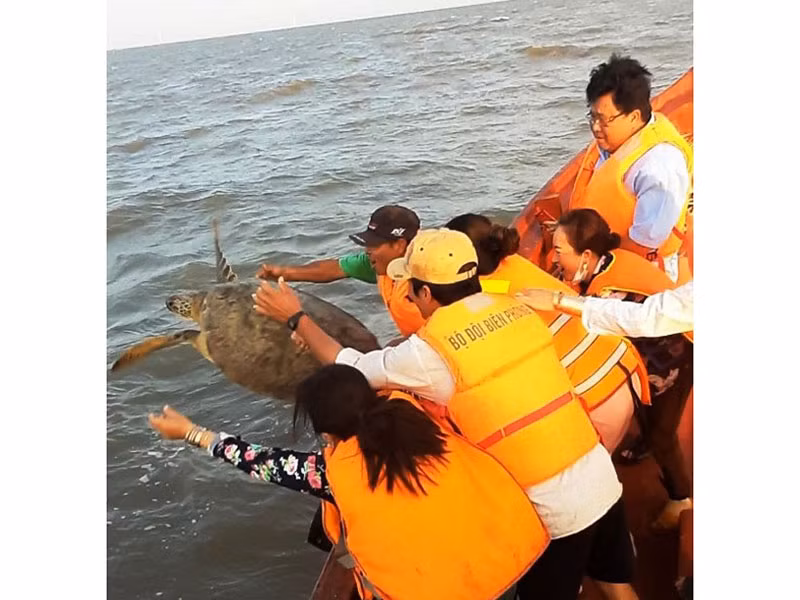 Thả cá thể rùa biển về môi trường tự nhiên tại vùng biển An Thủy, huyện Ba Tri.