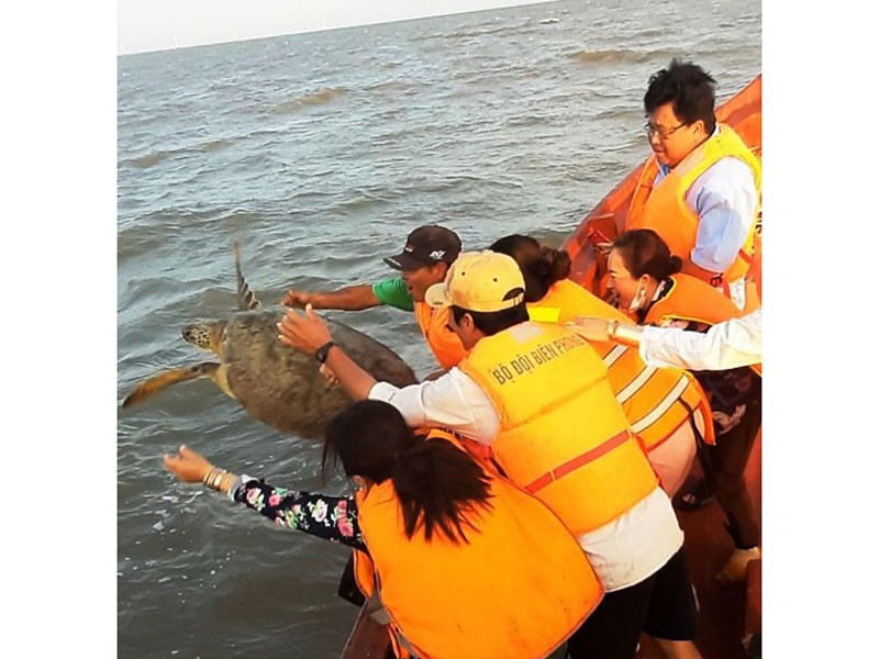 Thả cá thể rùa biển về môi trường tự nhiên tại vùng biển An Thủy, huyện Ba Tri.