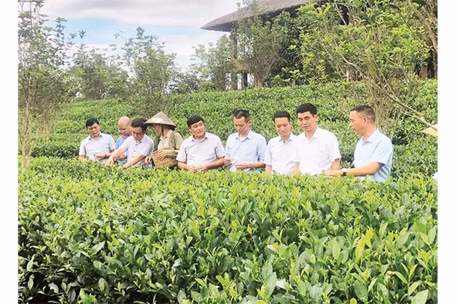 Giám đốc Hợp tác xã Trà và Du lịch cộng đồng Tiến Yên Bùi Trọng Đại giới thiệu mô hình trồng chè gắn với du lịch trải nghiệm.