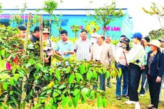 Ông Nguyễn Hồng Lam (áo vest), Chủ tịch Công ty cổ phần Tập đoàn Quế Lâm, Chủ tịch Hội Nông nghiệp tuần hoàn Việt Nam đang hướng dẫn cho bà con nông dân tại mô hình 4F.