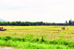 Nông dân xã Vĩnh Gia thu hoạch lúa.