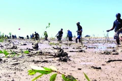 Trồng rừng ngập mặn bãi bồi ven biển Vĩnh Châu phòng, chống sạt lở đê biển.