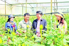 Lang Biang-Đà Lạt được xem là “thủ phủ” hoa hồng của tỉnh Lâm Đồng.