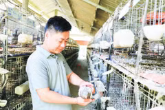 Anh Hứa Văn Bắc, thôn Tân Lâm, xã Bắc Quang làm giàu từ mô hình nuôi chim bồ câu Pháp.