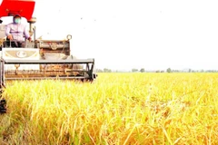 Đề án 1 triệu ha lúa chất lượng cao, phát thải thấp gắn với tăng trưởng xanh vùng Đồng bằng sông Cửu Long đã giúp nhà nông tăng lợi nhuận từ 1,5-5 triệu đồng/ha.