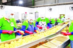 Chế biến xoài xuất khẩu ở một doanh nghiệp tại Đồng Nai.