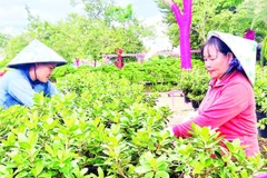 Nông dân Sa Đéc chuẩn bị hoa-kiểng phục vụ thị trường Tết, lễ hội.