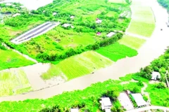 Màu xanh của các loại cây rau, trong đó có lục bình bên dòng sông Cái Lớn, đoạn qua TP Cần Thơ.