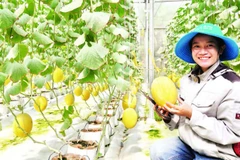 Chị Huỳnh Thị Tuyết Loan bên vườn dưa lưới công nghệ cao.