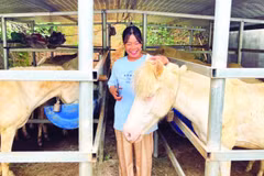 Chăn nuôi ngựa bạch mang lại sinh kế bền vững cho nhiều hộ gia đình ở xã Thống Nhất.