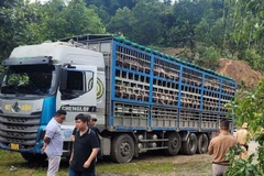Ngày 11/7, lực lượng chức năng Công an tỉnh Phú Thọ vừa bắt và tiêu hủy 1,4 tấn lợn mắc dịch tả châu Phi qua địa bàn phường Kỳ Sơn.
