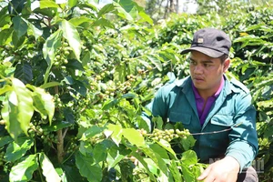 Phát triển nông nghiệp xứ lạnh đặc trưng là lợi thế khác biệt của các xã nằm trong khu vực Măng Đen.