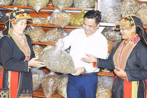 Bà con người Dao ở xã Tây Yên Tử giới thiệu những thảo dược quý hiếm tại địa phương.
