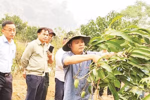 Nhân viên khuyến nông Trung tâm Dịch vụ tổng hợp xã Pú Nhung hướng dẫn nông dân cách tỉa quả, chăm cây trong thời kỳ nuôi quả.
