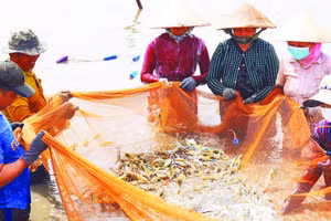 Mô hình nuôi tôm càng xanh toàn đực, xã Long Hòa, được ngành nông nghiệp tỉnh Vĩnh Long khuyến khích nhân rộng.
