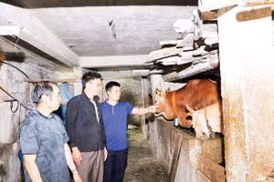 Mô hình chăn nuôi bò thôn Lùng Pủng A, xã Thắng Mố mang lại thu nhập ổn định cho người dân.