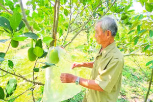 Ông Đinh Thừa Tự kiểm tra vườn mít.
