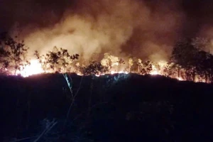 Diện tích bị cháy rộng hơn 2ha.