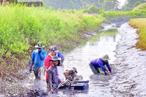 Người dân dùng máy đuôi tôm để quậy bùn dưới đáy mương. Tôm bị ngộp sình sẽ nổi đầu và tấp vào bờ, giúp việc thu hoạch nhanh chóng.