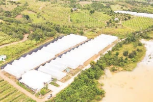 Một góc nông trại Chapor Farm, tại thôn Ma Ty, xã Bác Ái Tây, tỉnh Khánh Hòa.