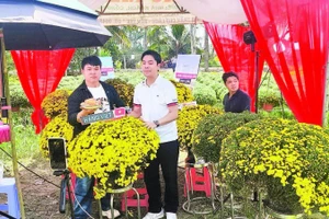 Người dân được hỗ trợ bán cúc mâm xôi ra hoa sớm.