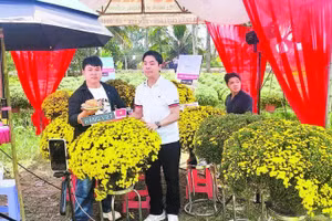 Người dân được hỗ trợ bán cúc mâm xôi ra hoa sớm.