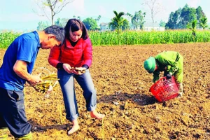 Chị Nga tham gia cùng nông dân trồng dâu tằm vụ mới.