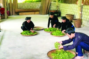 Thành viên Hợp tác xã Trồng và chế biến chè Thanh Thủy thực hiện quy trình sản xuất chè.