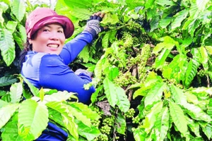 Nhờ áp dụng khoa học, kỹ thuật vào sản xuất, vườn cà-phê của gia đình chị Puih H’Ani đạt năng suất cao trong những năm qua.