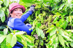 Nhờ áp dụng khoa học, kỹ thuật vào sản xuất, vườn cà-phê của gia đình chị Puih H’Ani đạt năng suất cao trong những năm qua.