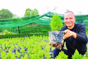 Anh Trần Văn Hòa (xã Hữu Lũng) chăm sóc cây giống hoàng đàn tuyết.