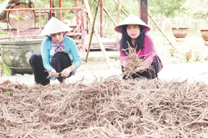 Hợp tác xã Nông nghiệp xanh Gò Nổi sẵn sàng nguồn nguyên liệu xanh tại địa phương.