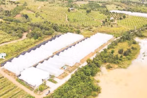 Một góc nông trại Chapor Farm, tại thôn Ma Ty, xã Bác Ái Tây, tỉnh Khánh Hòa.