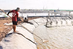 Chăm sóc tôm nuôi tại Hợp tác xã nuôi trồng thủy sản Vĩnh Tân.