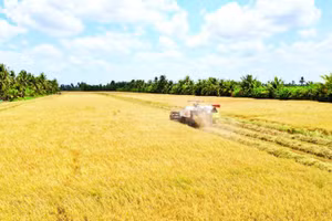 Cánh đồng lúa vàng óng ở ấp Kinh 8, xã Đá Bạc vào mùa thu hoạch rộ nhưng gặp lúc giá công gặt tăng cao theo đà tăng giá của nhiên liệu.
