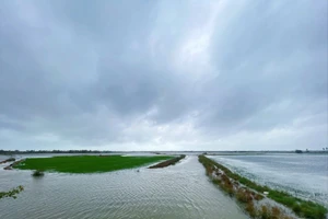 hơn 17.000ha lúa hè thu của thành phố Huế đang bị ngập nước.