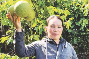 Chị Ka Hồng trong vườn bưởi da xanh của gia đình.