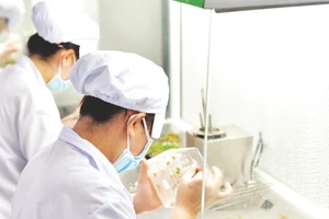 Sản xuất giống rau, hoa bằng phương pháp nuôi cấy mô tại một doanh nghiệp ở Lâm Đồng.